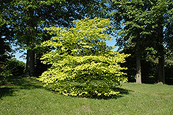Golden Nugget Flowering Dogwood (Cornus florida 'Golden Nugget') at Lakeshore Garden Centres