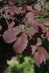 Rote Zeller European Hazelnut (Corylus avellana 'Rote Zeller') at Lakeshore Garden Centres