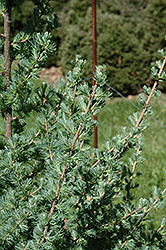 Blue Sparkler Tamarack (Larix laricina 'Blue Sparkler') at Lakeshore Garden Centres