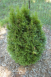 Globe Western Arborvitae (Thuja plicata 'Globosa') at Lakeshore Garden Centres