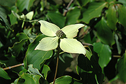 Ticknor's Choice Chinese Dogwood (Cornus kousa 'Ticknor's Choice') at Lakeshore Garden Centres