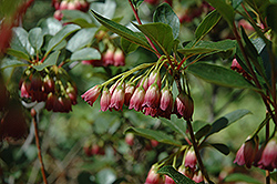 Red Velvet Enkianthus (Enkianthus campanulatus 'Red Velvet') at Lakeshore Garden Centres