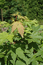 Autumn Fire Japanese Maple (Acer palmatum 'Autumn Fire') at Lakeshore Garden Centres