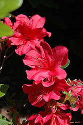 Caitlin Rhododendron (Rhododendron 'Caitlin') at Lakeshore Garden Centres