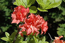 Salmon Delight Azalea (Rhododendron 'Salmon Delight') at Lakeshore Garden Centres