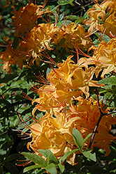 Flame Azalea (Rhododendron calendulaceum) at Lakeshore Garden Centres