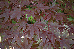 Margaret Bee Japanese Maple (Acer palmatum 'Margaret Bee') at Lakeshore Garden Centres