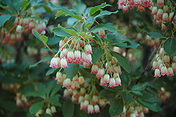 Red Bells Enkianthus (Enkianthus campanulatus 'Red Bells') at Lakeshore Garden Centres