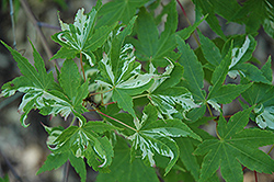 Nishiki Momiji Japanese Maple (Acer palmatum 'Nishiki Momiji') at Lakeshore Garden Centres