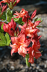 Salmon Joy Azalea (Rhododendron 'Salmon Joy') at Lakeshore Garden Centres