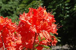 Balzac Azalea (Rhododendron 'Balzac') at Lakeshore Garden Centres