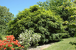 Korean Maple (Acer pseudosieboldianum) at Golden Acre Home & Garden