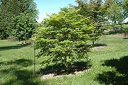 Sode No Uchi Dwarf Siebold Maple (Acer sieboldianum 'Sode No Uchi') at Lakeshore Garden Centres