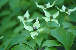 Speciosa Chinese Dogwood (Cornus kousa 'Speciosa') at Lakeshore Garden Centres