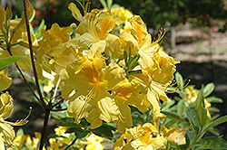 Gold Dust Azalea (Rhododendron 'Gold Dust') at Lakeshore Garden Centres