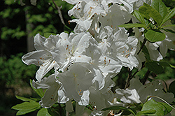 Snowdrift Azalea (Rhododendron 'Snowdrift') at Lakeshore Garden Centres