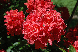 Crimson Tide Azalea (Rhododendron 'Crimson Tide') at Lakeshore Garden Centres
