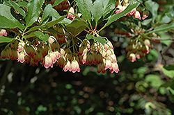 Hollandia Red Enkianthus (Enkianthus campanulatus 'Hollandia Red') at Lakeshore Garden Centres