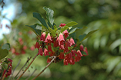 Akatsuki Enkianthus (Enkianthus campanulatus 'Akatsuki') at Lakeshore Garden Centres