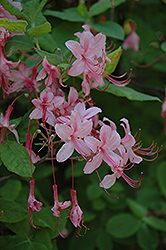 Pinxterbloom Azalea (Rhododendron periclymenoides) at Lakeshore Garden Centres