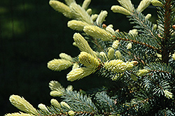 Blue Kiss Blue Spruce (Picea pungens 'Blue Kiss') at Lakeshore Garden Centres