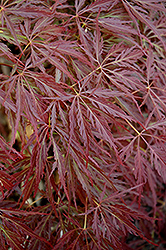 Pendulum Julian Japanese Maple (Acer palmatum 'Pendulum Julian') at Lakeshore Garden Centres