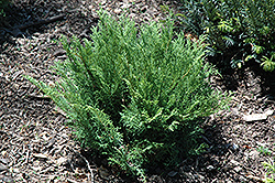 Jacobsen Siberian Cypress (Microbiota decussata 'Jacobsen') at Lakeshore Garden Centres