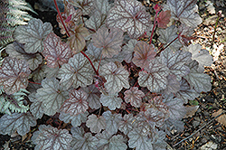 Regina Coral Bells (Heuchera 'Regina') at Lakeshore Garden Centres