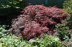 Garnet Cutleaf Japanese Maple (Acer palmatum 'Garnet') at Lakeshore Garden Centres