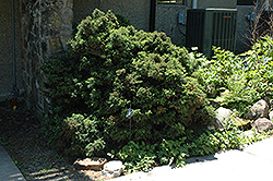Elegant Dwarf Japanese Cedar (Cryptomeria japonica 'Elegans Nana') at Lakeshore Garden Centres