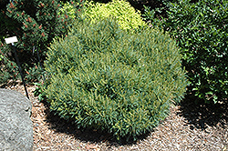 Cedar Ridge Broom White Pine (Pinus strobus 'Cedar Ridge Broom') at Lakeshore Garden Centres