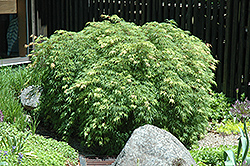 Palmatifidum Japanese Maple (Acer palmatum 'Palmatifidum') at Lakeshore Garden Centres