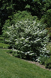 Watanabei Doublefile Viburnum (Viburnum plicatum 'Watanabei') at Lakeshore Garden Centres