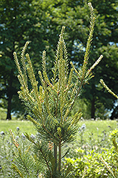 Ishizaki Japanese White Pine (Pinus parviflora 'Ishizaki') at Lakeshore Garden Centres
