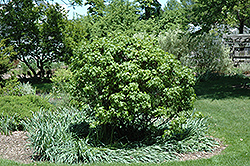 Oconee Sweet Gum (Liquidambar styraciflua 'Oconee') at Lakeshore Garden Centres