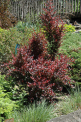 Ruby Jewel Japanese Barberry (Berberis thunbergii 'JN Redleaf') at Lakeshore Garden Centres