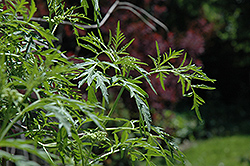 Acutiloba American Elder (Sambucus canadensis 'Acutiloba') at Lakeshore Garden Centres