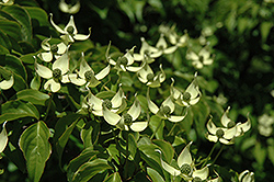 Gay Head Chinese Dogwood (Cornus kousa 'Gay Head') at Lakeshore Garden Centres