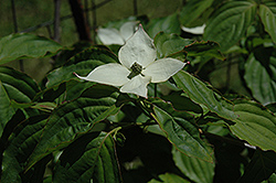 Rochester Chinese Dogwood (Cornus kousa 'Rochester') at Lakeshore Garden Centres