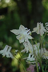 McKana White Columbine (Aquilegia 'McKana White') at Lakeshore Garden Centres