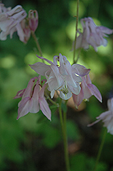 McKana Pink Columbine (Aquilegia 'McKana Pink') at Lakeshore Garden Centres
