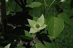 Crown Jewel Chinese Dogwood (Cornus kousa 'Madison') at Lakeshore Garden Centres