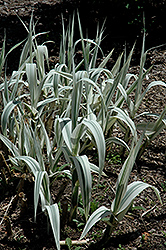 Variegated Giant Reed Grass (Arundo donax 'Variegata') at Lakeshore Garden Centres