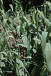 Giant Reed Grass (Arundo donax) at Lakeshore Garden Centres