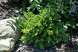 Jim Stauffer Boxwood (Buxus microphylla 'Jim Stauffer') at Lakeshore Garden Centres