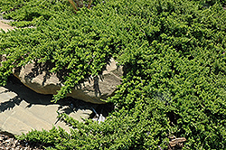 Bonin Isles Juniper (Juniperus procumbens 'Bonin Isles') at Lakeshore Garden Centres