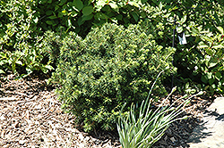 Hedgehog Norway Spruce (Picea abies 'Hedgehog') at Lakeshore Garden Centres