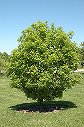 Golden Desert Ash (Fraxinus excelsior 'Golden Desert') at Lakeshore Garden Centres
