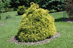 Yadkin Gold Dwarf Threadleaf Falsecypress (Chamaecyparis pisifera 'Yadkin Gold') at Lakeshore Garden Centres
