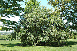 Rem Red Honeysuckle (Lonicera maackii 'Rem Red') at Lakeshore Garden Centres